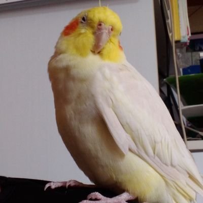 小鳥和歌集文ﾉ花について解説
